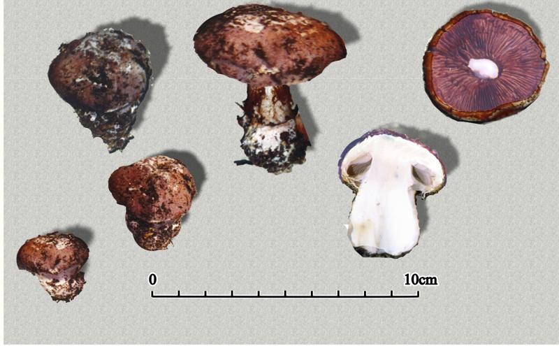 Cortinarius moenne-loccozii